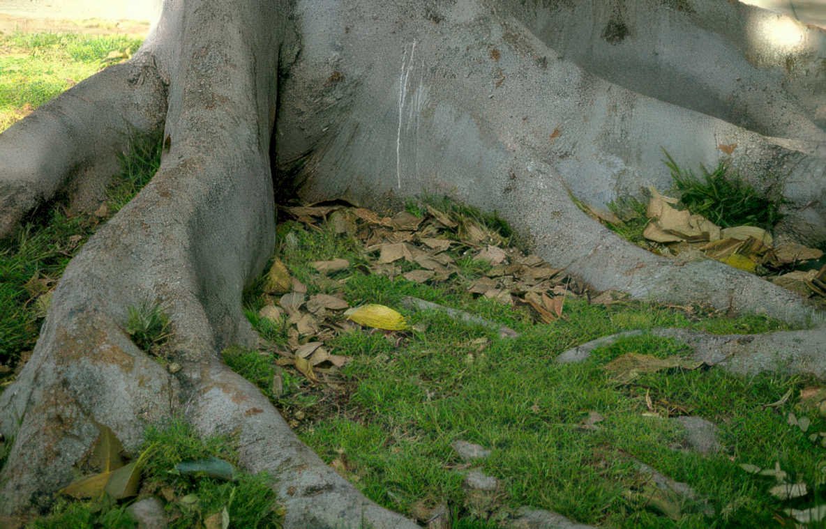treeroots leaves lime Vintage A4 Photo Print