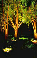 trees lighting garden Vintage A4 Photo Print