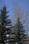 trees sky snow 1980s 1990s A4 Photo Print