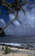 tropical beach scene 1980s 1990s A4 Photo Print 42