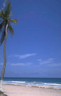tropical beach scene 5 1980s 1990s A4 Photo Print