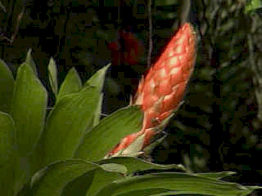 tropical bromeliad bud1980s 1990s A4 Photo Print