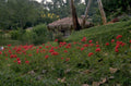 tropical cottage flowers 1980s 1990s A4 Photo Print