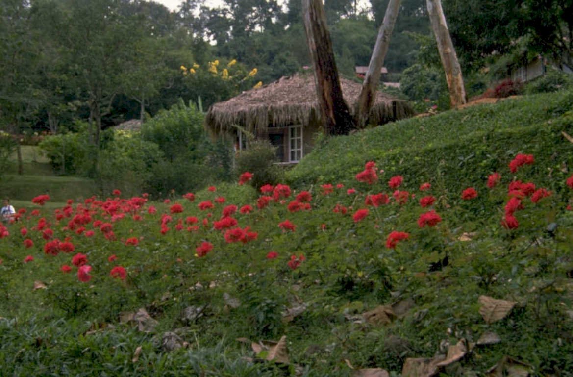 tropical cottage flowers 1980s 1990s A4 Photo Print