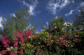 tropical flowers hawaii 1980s 1990s A4 Photo Print