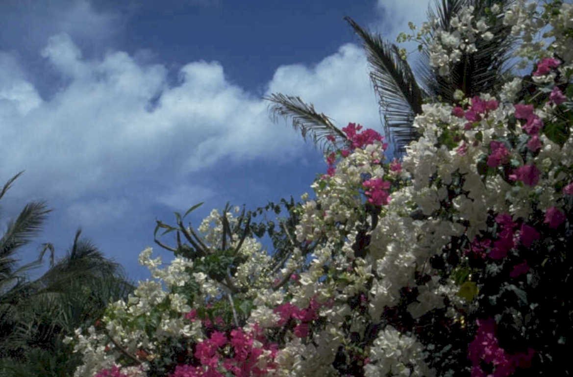 tropical flowers palms 1980s 1990s A4 Photo Print