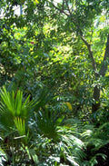 tropical foliage everglades 1980s 1990s A4 Photo Print