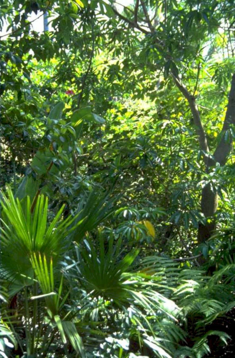 tropical foliage everglades 1980s 1990s A4 Photo Print