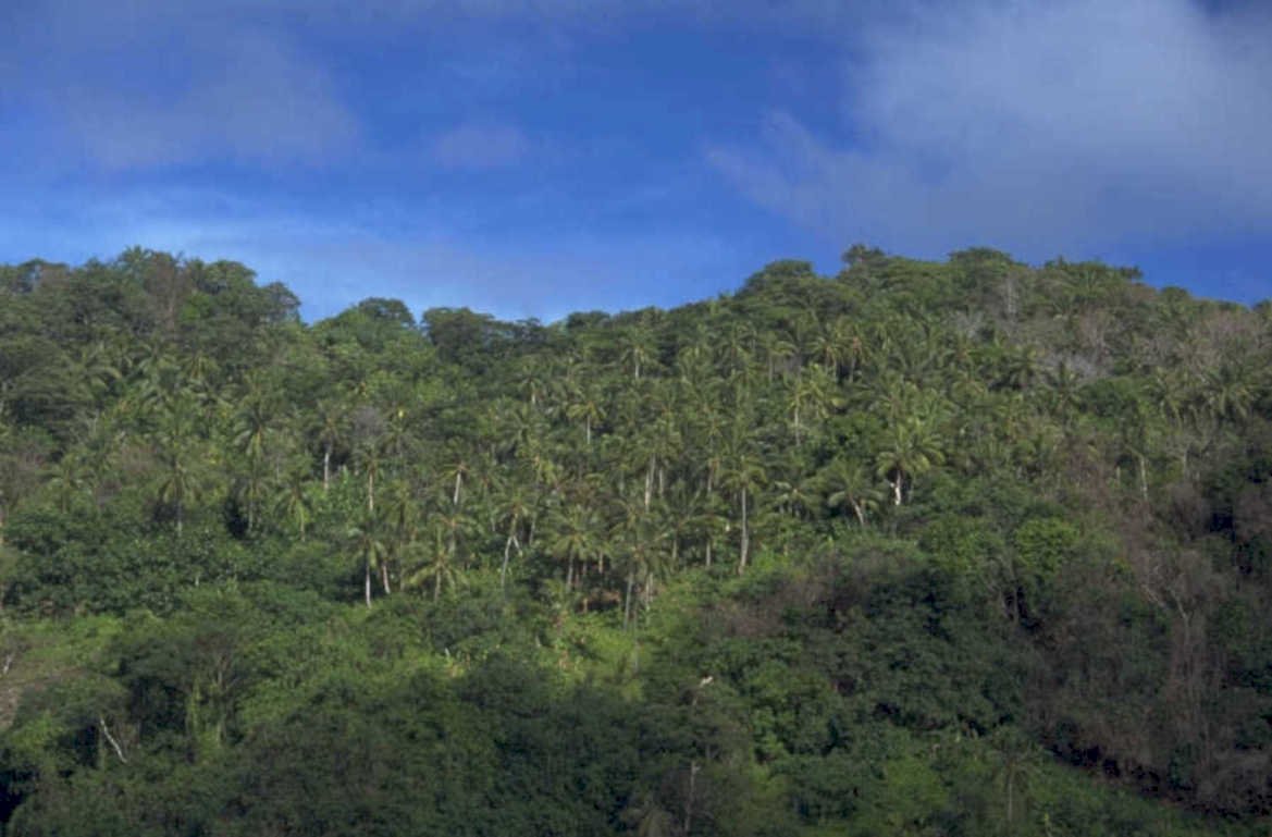 tropical forest landscape 1980s 1990s A4 Photo Print