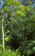tropical forest tree 1980s 1990s A4 Photo Print