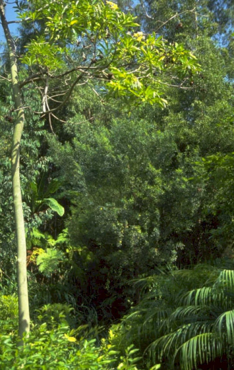 tropical forest tree 1980s 1990s A4 Photo Print