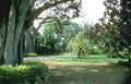 tropical garden pathway Vintage A4 Photo Print