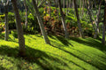 tropical garden shadows 1980s 1990s A4 Photo Print
