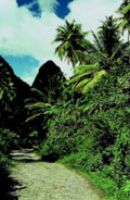 tropical gravel path1980s 1990s A4 Photo Print