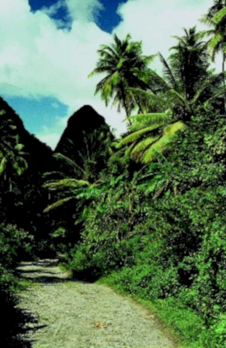 tropical gravel path1980s 1990s A4 Photo Print