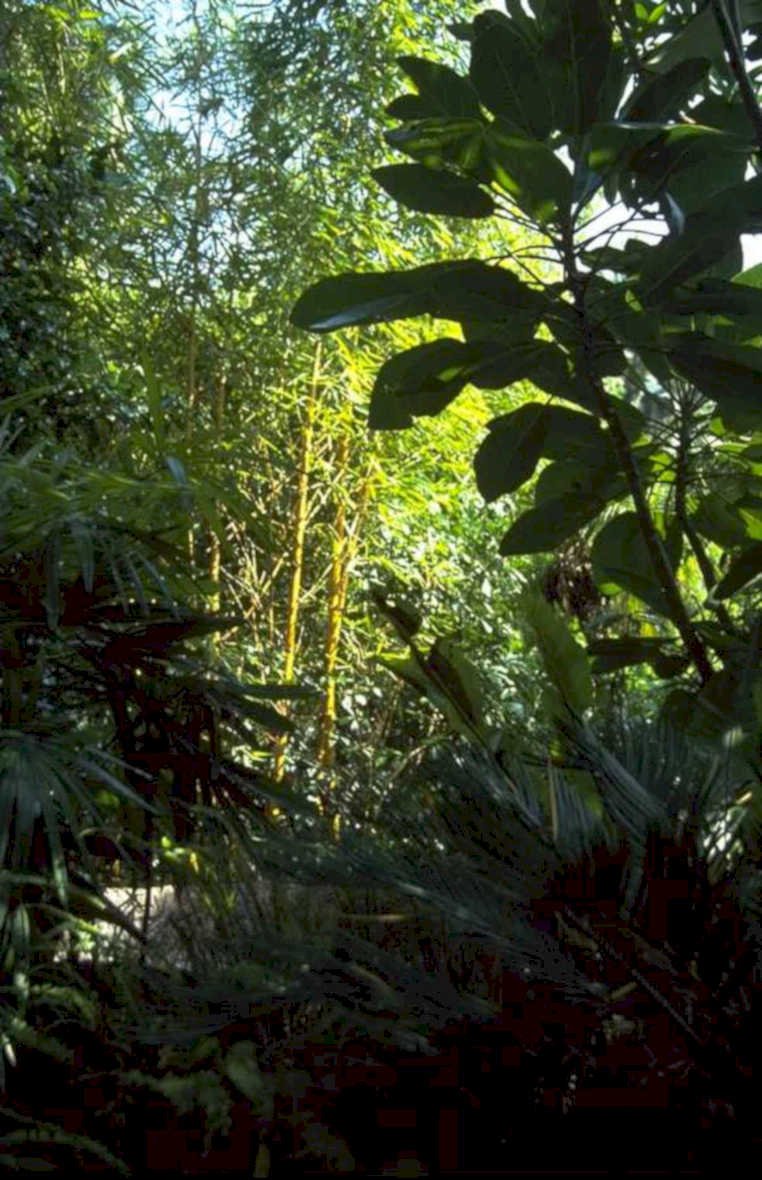tropical leaves jungle 1980s 1990s A4 Photo Print