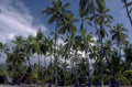 tropical palm beach 1980s 1990s A4 Photo Print