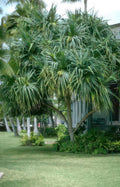 tropical palm fern Vintage A4 Photo Print
