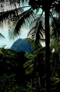 tropical palm mountains1980s 1990s A4 Photo Print