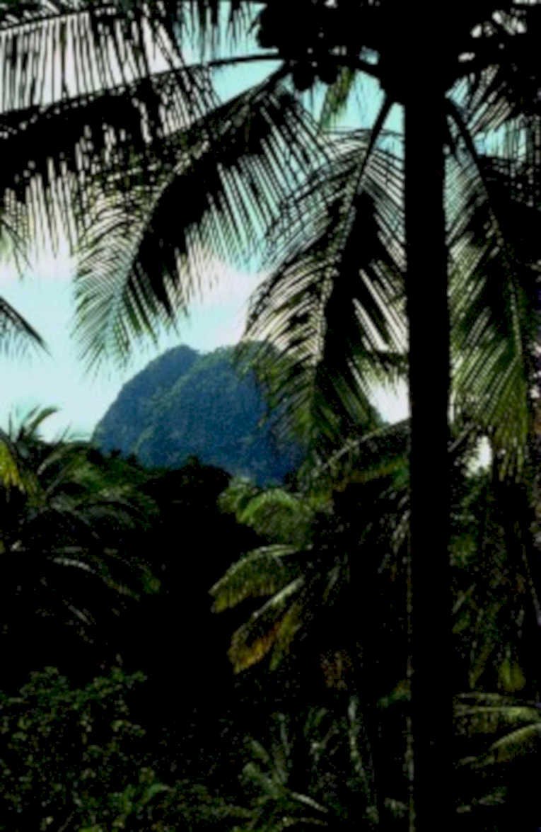 tropical palm mountains1980s 1990s A4 Photo Print