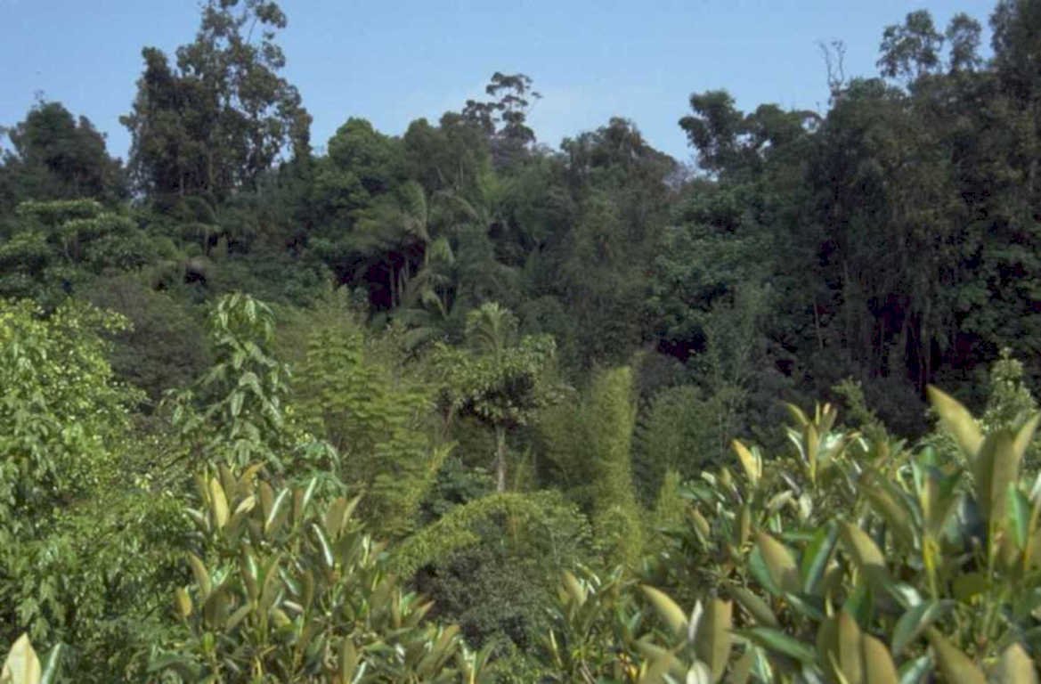 tropical rainforest canopy 3 1980s 1990s A4 Photo Print