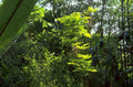 tropical rainforest foliage 1980s 1990s A4 Photo Print