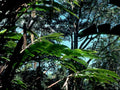 tropical rainforest foliage1980s 1990s A4 Photo Print