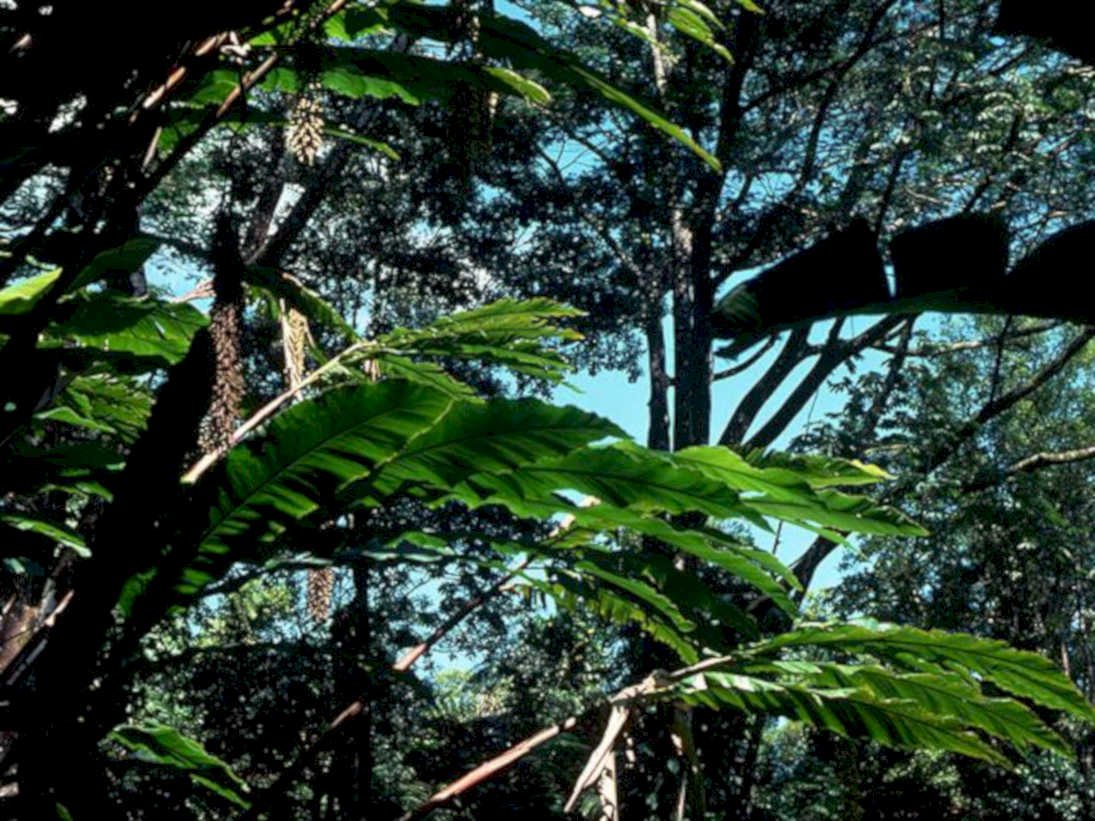 tropical rainforest foliage1980s 1990s A4 Photo Print