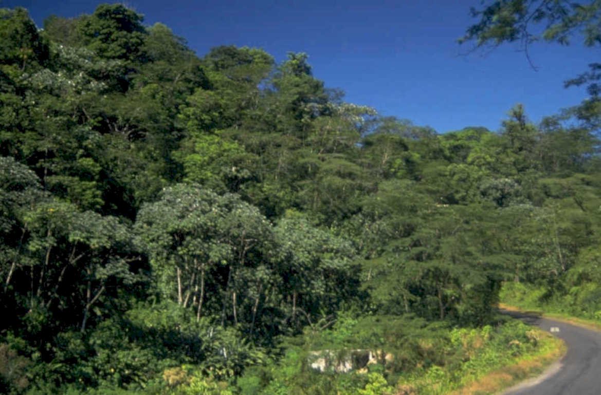 tropical rainforest road 1980s 1990s A4 Photo Print
