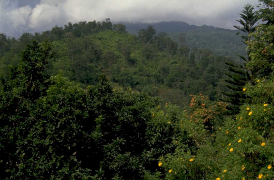 tropical rainforest scene 1 1980s 1990s A4 Photo Print
