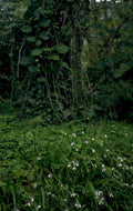 tropical rainforest wildflowers 1980s 1990s A4 Photo Print