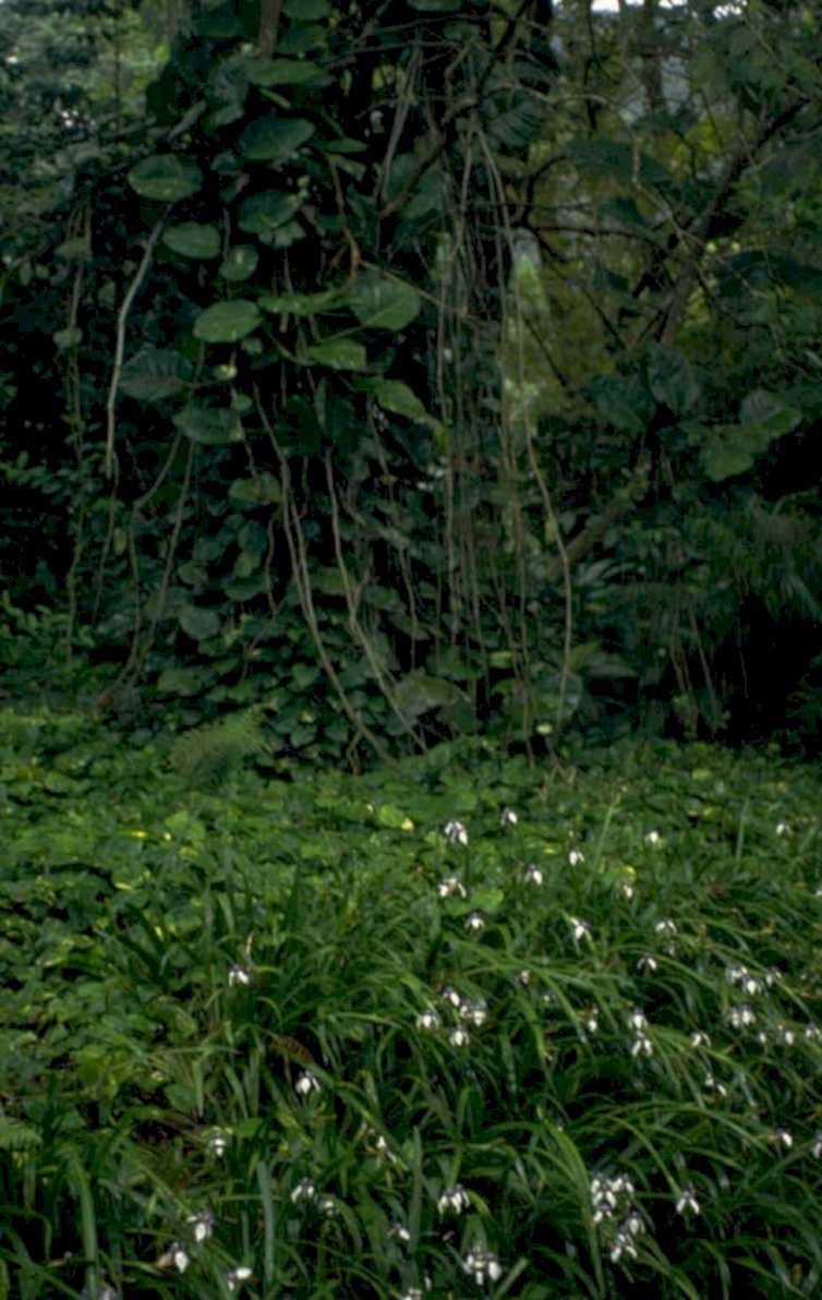 tropical rainforest wildflowers 1980s 1990s A4 Photo Print