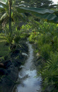 tropical stream garden 1980s 1990s A4 Photo Print