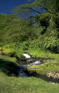 tropical stream hawaii 1980s 1990s A4 Photo Print