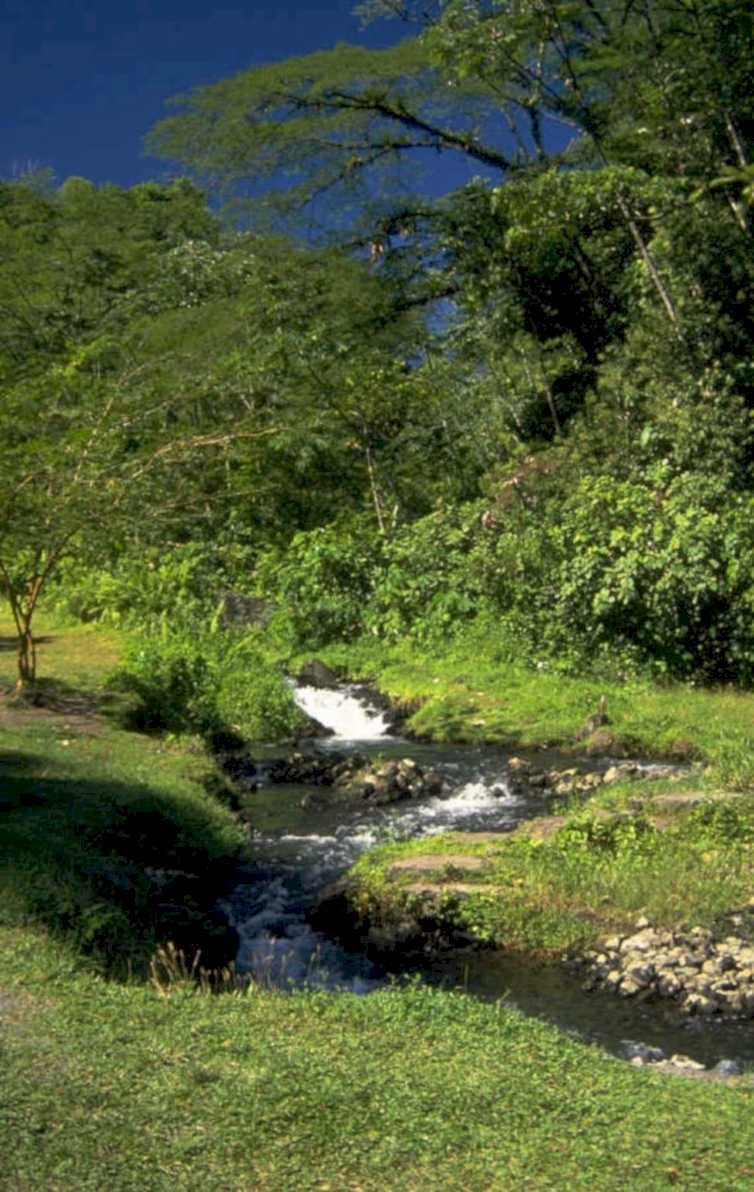 tropical stream hawaii 1980s 1990s A4 Photo Print