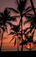 tropical sunset palm 1 1980s 1990s A4 Photo Print
