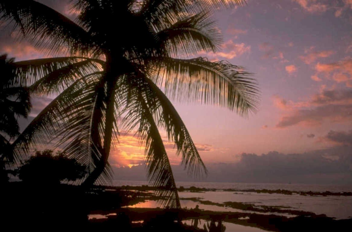 tropical sunset palm 1980s 1990s A4 Photo Print 43