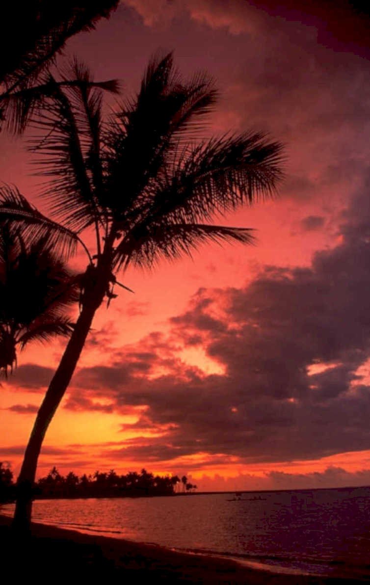 tropical sunset palm 1980s 1990s A4 Photo Print 44