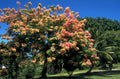 tropical tree bloom 1980s 1990s A4 Photo Print