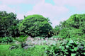 tropical tree pond1980s 1990s A4 Photo Print
