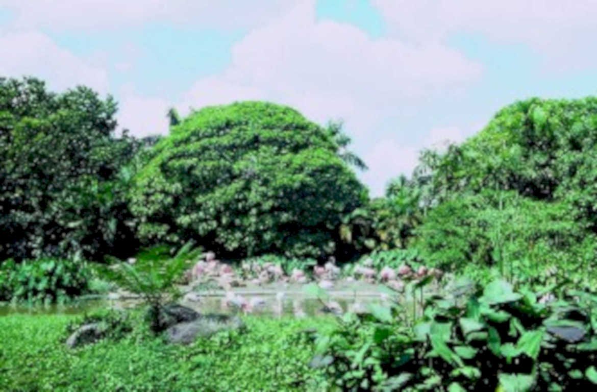 tropical tree pond1980s 1990s A4 Photo Print