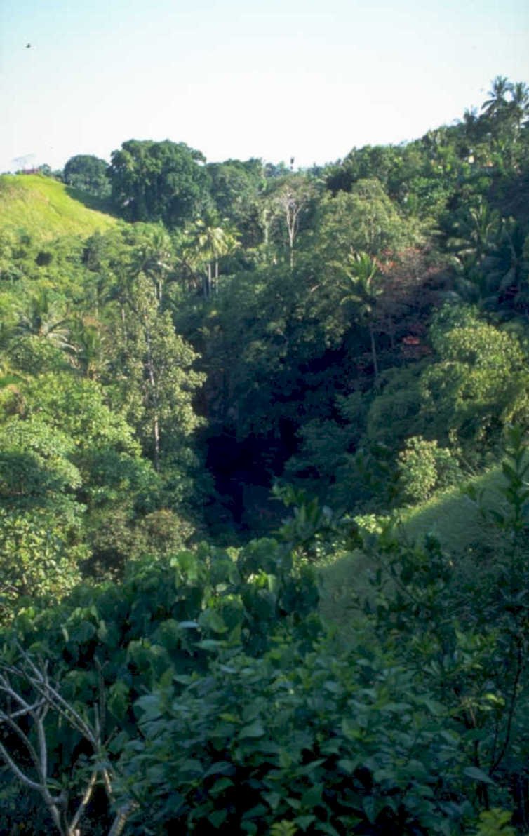 tropical valley rainforest 1980s 1990s A4 Photo Print