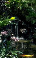 tropical waterfall koi 1980s 1990s A4 Photo Print