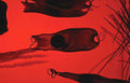 trypanosoma blood smear Vintage A4 Photo Print