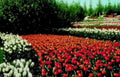tulip field red1980s 1990s A4 Photo Print