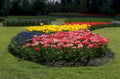 tulip garden spectrum 1980s 1990s A4 Photo Print