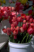 tulips bucket red 1980s 1990s A4 Photo Print