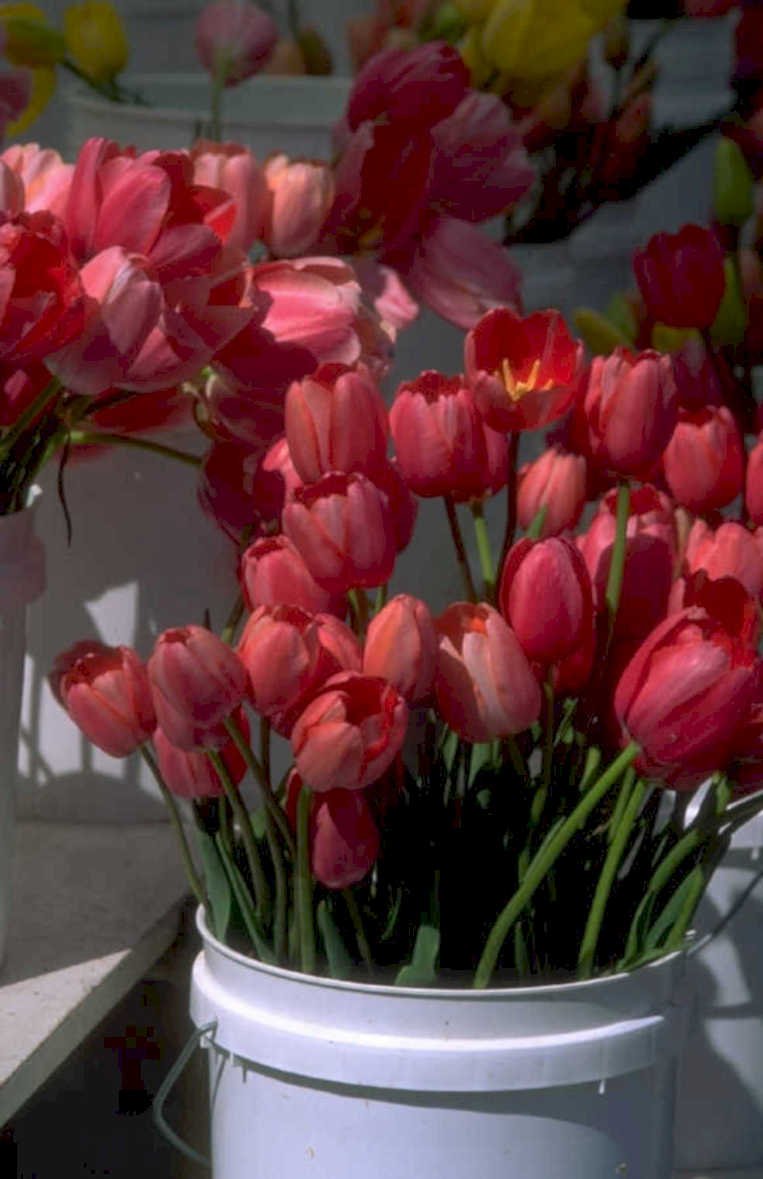 tulips bucket red 1980s 1990s A4 Photo Print