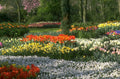tulips daffodils garden 1 1980s 1990s A4 Photo Print