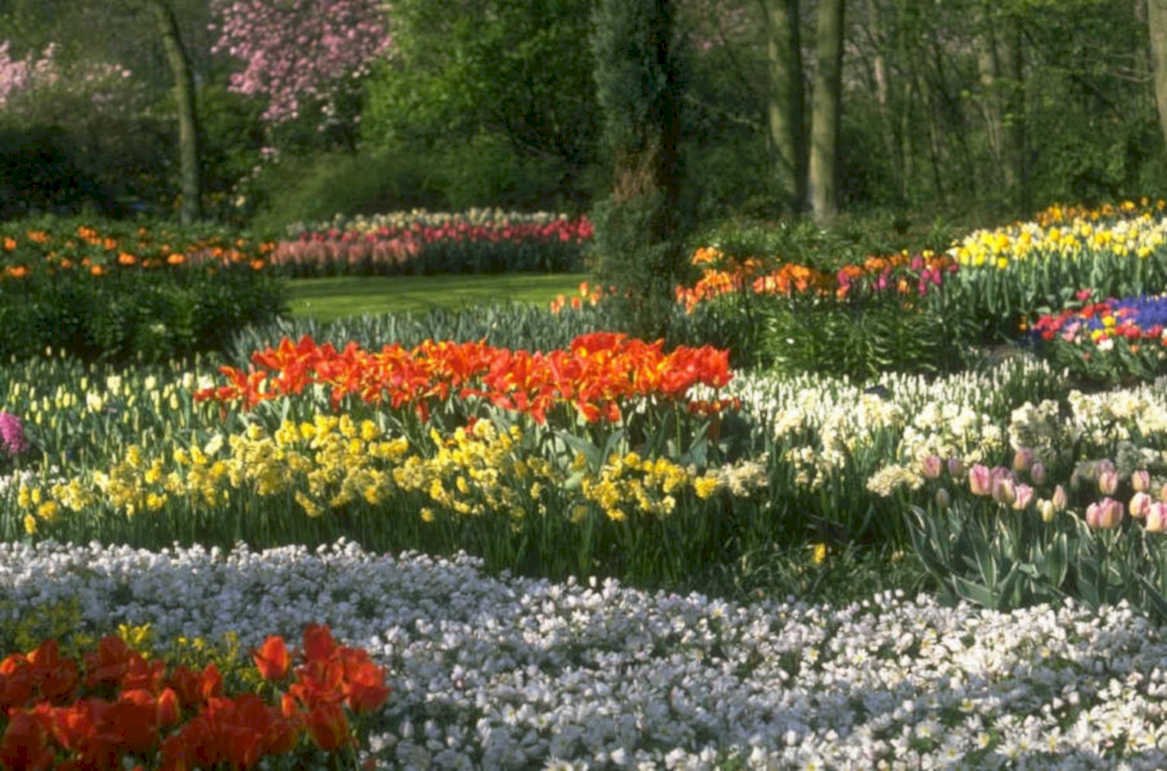 tulips daffodils garden 1 1980s 1990s A4 Photo Print
